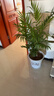 中夢(mèng)富貴椰子散尾葵盆栽袖珍椰子 鳳尾竹室內客廳大型綠植 盆景 50—70厘米高5顆 不含盆 曬單實(shí)拍圖