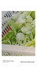 千牛優(yōu)福球生菜10斤-18斤 漢堡圓生菜西生菜輕食煎餅西餐食材新鮮沙拉蔬菜 18斤裝 曬單實(shí)拍圖