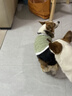 MPPMCK寵物狗狗秋冬保暖衣服柯基柴犬泰迪臘腸狗狗衣服秋冬季防掉毛馬甲 綠色XL(胸圍50cm 12-15斤) 曬單實(shí)拍圖