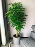 綠韻花田【兩小時(shí)達】步步高發(fā)財樹(shù)盆栽植物室內大型植物客廳開(kāi)業(yè)公司門(mén)口 三株鴻運當頭一對（大展宏圖） 曬單實(shí)拍圖