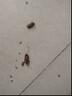日本進(jìn)口蟑螂藥特效強力耳全窩端蟲(chóng)卵雙殺拜滅除蟑螂神器呋蟲(chóng)胺蟑 連環(huán)滅殺蟑螂藥【12枚】 曬單實(shí)拍圖