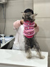 POPOCOLA寵物毛衣狗狗衣服秋冬季保暖過(guò)冬天小貓咪專(zhuān)用防掉毛德文英短寵物 條紋毛衣【粉色】 M【適合6-9斤】 曬單實(shí)拍圖