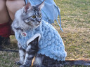 曇蓓漫貓咪衣服寵物狗狗衣服保暖秋冬季外套布偶德文無(wú)毛貓幼貓幼犬外套 【雙層毛絨 防風(fēng)保暖】 XL 【藍色建議8.5-11斤】 （帶有牽引扣可掛牽引繩） 曬單實(shí)拍圖