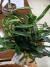 羅漢松小盆栽米葉造型水培綠植物花卉凈化空氣室內好養辦公室桌面 羅漢松5棵約15cm高 曬單實(shí)拍圖
