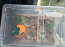 貳尺寄居蟹飼養箱套裝新手專(zhuān)用生態(tài)缸防越獄爬寵螳螂守宮亞克力盒蜥蜴 寄居蟹飼養套裝【普通套裝】 曬單實(shí)拍圖