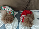 嬉皮狗新年狗狗衣服泰迪秋裝保暖喜氣貓咪小狗毛衣寵物秋冬裝小型犬幼犬 休閑條紋圓領(lǐng)T恤 L(建議體重8-11斤) 曬單實(shí)拍圖