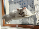 嘉際貓吊床貓咪吊床窗戶(hù)貓曬太陽(yáng)掛床陽(yáng)臺貓窩吸盤(pán)式玻璃吊籃貓床用品 米色透氣網(wǎng)布款-吸盤(pán)固定 加大號(床面約30*52cm） 曬單實(shí)拍圖