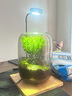 SMVP生命之樹(shù)懶人苔蘚微景觀(guān)辦公室盆栽宿舍植物桌面手工生態(tài)瓶真植物 生命之樹(shù)微景觀(guān)單景成品（灰） 曬單實(shí)拍圖