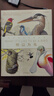 （贈書(shū)簽+裝裱畫(huà)）中國國家地理何以為鳥(niǎo)：西布利的鳥(niǎo)類(lèi)世界 鳥(niǎo)類(lèi)物種識鳥(niǎo)書(shū)科普讀物 曬單實(shí)拍圖