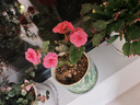 麗格海棠重瓣大花盆栽紅玫瑰室內客廳陽(yáng)臺四季開(kāi)凈化空氣好養花卉 隨機顏色麗格海棠4盆 不含盆 曬單實(shí)拍圖