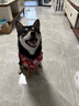 puppytie狗狗項圈三角巾脖圈柴犬中型小型犬 紅色 均碼 曬單實(shí)拍圖