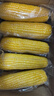 新鮮黏玉米東北黃糯玉米真空包裝甜玉米棒營(yíng)養早餐代餐輕食玉米段 品質(zhì)精選【10根】 曬單實(shí)拍圖