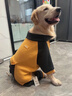 嬉皮狗（hipidog）大狗衣服中型大型犬狗狗衣服四腳衛衣寵物保暖拉布拉多金毛秋冬季 姜黃 5XL 建議40-50斤 曬單實(shí)拍圖
