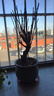 花翁濃香型樹(shù)苗盆栽冬季花卉植物 紅梅老樁（3-3.5厘米）源頭直發(fā) 曬單實(shí)拍圖