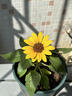 花沃里盆栽矮向日葵種子花卉種子家庭盆栽向日葵陽(yáng)臺校園花壇草種籽花種 花沃里矮向日葵約29粒*1包【明媚鮮亮】 曬單實(shí)拍圖