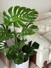 臨雅提根龜背竹綠植盆栽室內客廳桌面大型凈化空氣懶人好養活高級植物 提根龜背竹1.2-1.3m+圓柱樹(shù)脂盆 曬單實(shí)拍圖
