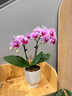 【帶花發(fā)貨】盆栽蝴蝶蘭文心蘭室內家居桌面年宵花卉禮物原盆 【帶花發(fā)貨】天堂鳥(niǎo)-蝴蝶蘭（1-2花劍）原盆 曬單實(shí)拍圖