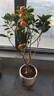 年宵花四季金桔春節盆栽過(guò)年裝飾帶果可食用陽(yáng)臺綠植物花卉小橘子 金桔帶果+樹(shù)葉瓷盆26-38cm 含盆 曬單實(shí)拍圖