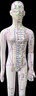 卓越科人體針灸模型經(jīng)絡(luò )穴位中醫全身十二經(jīng)絡(luò )銅人扎針練習小皮人數字定位穴位模特圖 曬單實(shí)拍圖