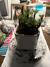 鮮活卷柏綠植盆栽九死還魂草室內四季常青盆景小葉懶人植物 一窩7-8苗   (帶原土發(fā)貨) 曬單實(shí)拍圖