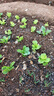 四季新鮮生菜苗子意大利生菜苗庭院秧苗種子種植秋冬陽(yáng)臺盆栽蔬菜 耐寒奶油生菜苗 20棵苗 曬單實(shí)拍圖