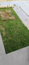 真草坪草皮帶泥土庭院綠化帶土草皮果嶺草四季青馬尼拉草坪 馬尼拉草坪【0.5平方】 曬單實(shí)拍圖