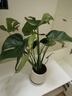 靜黛軒龜背竹客廳大盆栽老樁植物辦公室大型綠植室內盆景凈化空氣除甲醛 精品龜背竹50-60cm（米白聚寶盆）送托盤(pán) 帶盆栽好 曬單實(shí)拍圖