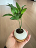 竹柏盆栽創(chuàng  )意迷你拇指綠植物室內客廳桌面辦公桌花卉四季常青盆景 竹柏-白裂紋鵪鶉蛋盆-竹底托 帶盆種好 曬單實(shí)拍圖