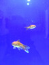 智伴熊 ZIBARBEAR蝶尾金魚(yú)鎏金小金魚(yú)活觀(guān)賞魚(yú)小型冷水魚(yú)淡水魚(yú)好養耐活紅獅魚(yú)泰獅 4-5cm隨機小金魚(yú)12條 曬單實(shí)拍圖