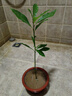 正宗金絲楠木樹(shù)苗小葉金絲楠木樹(shù)苗小葉楨楠木樹(shù)苗南北方種植地栽 金絲楠木20公分高（1棵） 曬單實(shí)拍圖