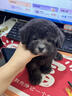 泰迪幼犬純種灰泰迪貴賓犬茶杯犬長(cháng)不大小體狗小型犬活體狗寵物狗 寵物級 香檳泰迪 母 曬單實(shí)拍圖