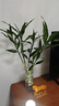 瑤草奇花富貴竹水培植物客廳招財辦公室內好養綠植盆栽觀(guān)音竹轉運竹發(fā)財竹 5棵富貴小竹60cm+送養料 曬單實(shí)拍圖