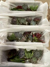 多肉植物室內盆栽微景觀(guān)diy材料包社團手工活動(dòng)38節植樹(shù)節日禮品 隨機十個(gè)多肉（黃長(cháng)木盒+多肉+土+工具） 材料包一套送工具鏟子 曬單實(shí)拍圖