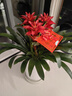 Only you【兩小時(shí)達】發(fā)財樹(shù)金錢(qián)樹(shù)綠蘿大綠植物組合盆栽公司門(mén)口開(kāi)業(yè)喬遷 三株鴻運當頭一對（大展宏圖） 曬單實(shí)拍圖