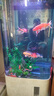 美諾魚(yú)缸客廳半圓型魚(yú)缸屏風(fēng)大中小型家用落地式玻璃金魚(yú)缸生態(tài)免換水 白冰花 60*40*138 曬單實(shí)拍圖