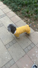 小狗狗衣服寵物秋冬款泰迪比熊小型犬約克夏博美四腳絨衣可牽引 黃色 (可牽引) XL背長(cháng)40 建議11-16斤 曬單實(shí)拍圖