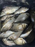 千里香釣魚(yú)釣鯽魚(yú)鯉魚(yú)草魚(yú)鳊魚(yú)品牌餌料池塘水庫江河湖泊四季通用 單瓶裝 曬單實(shí)拍圖