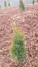 塔柏樹(shù)苗墓地松掃墓墳墓地墳前清明節柏樹(shù)樹(shù)苗松柏樹(shù)苗帶泥土常青 1.3-1.4米高（送肥料）熱銷(xiāo) 壯苗（養死包賠） 曬單實(shí)拍圖