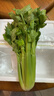 順豐包郵 云南高原水果清芹生吃新鮮水果芹菜西芹當季蔬菜綠青菜 清芹1包（200-300g/包） 順豐快遞 曬單實(shí)拍圖