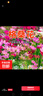 耐寒花種多年生野花組合種子四季開(kāi)花花籽庭院易種活室外花卉 混色格?；?500克（更實(shí)惠） 曬單實(shí)拍圖