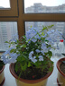 藍雪花大花苗爬藤植物陽(yáng)臺庭院四季開(kāi)花盆栽室內外鮮花卉盆景植物 【帶花苞】藍雪花120（原盆） 曬單實(shí)拍圖