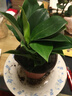 通沭金鉆綠公主室內盆栽花卉綠植桌面四季盆栽 金鉆+早安盆源頭直發(fā) 曬單實(shí)拍圖
