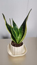 愛(ài)優(yōu)尚金邊虎皮蘭盆栽室內防輻射辦公室吸甲醛虎尾蘭客廳豎紋源頭直發(fā) 曬單實(shí)拍圖