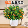 金魚(yú)吊蘭盆栽帶花苞大盆金魚(yú)花四季室內客廳常青綠植物好養活花卉 精品金魚(yú)吊蘭大苗【蓮花瓷盆】 曬單實(shí)拍圖
