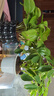 通沭桌面盆栽云竹梔子花小盼菩提花卉新房除甲醛凈化空氣/3盆源頭直發(fā) 曬單實(shí)拍圖