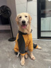 嬉皮狗（hipidog）大狗衣服中型大型犬狗狗衣服四腳衛衣寵物保暖拉布拉多金毛秋冬季 姜黃 5XL 建議40-50斤 曬單實(shí)拍圖