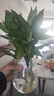 花翁水培綠植轉運室內水養花卉盆栽觀(guān)音竹3棵+冬瓜玻璃瓶 1套源頭直發(fā) 曬單實(shí)拍圖