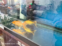 順豐錦鯉魚(yú)活魚(yú)冷水淡水魚(yú)苗觀(guān)賞魚(yú)金魚(yú)小型好養耐活紅鯉魚(yú)小錦鯉 13-15CM紅金2條 曬單實(shí)拍圖