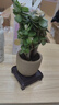 花翁室內客廳多肉綠植物花卉盆栽玉錦金錢(qián)木老樁（圈紋瓷盆）源頭直發(fā) 曬單實(shí)拍圖