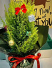 圣誕樹(shù)擺件小盆栽金冠柏植物客廳綠植辦公室內面凈化空氣 香松+紅球盆+竹托+圣誕花圈+圣誕老人+毛球 帶盆栽好 曬單實(shí)拍圖